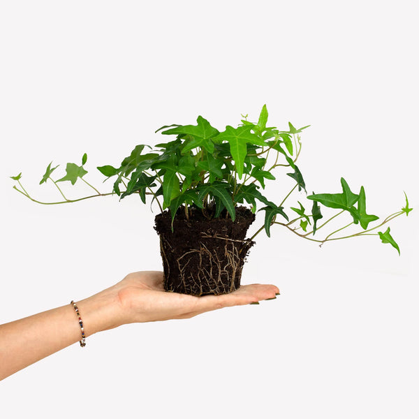 Klimop BIO