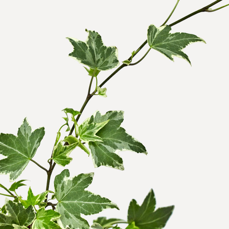 hedera, stengel van klimplant met kleine, groene en beige bladeren.