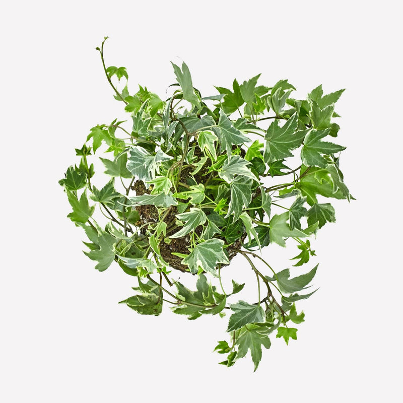 hedera, van bovenaf gezien klimplant met kleine, groene en beige bladeren.