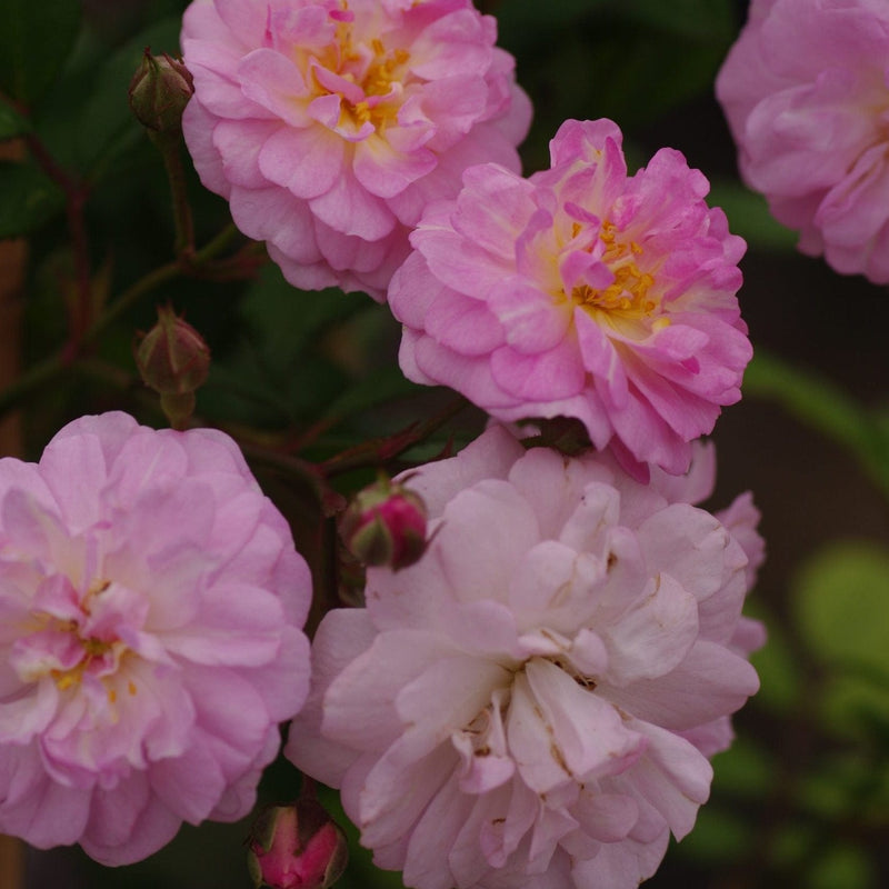 biologische klimroos brise parfum, roze bloemen