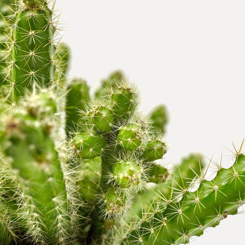 koningin van de nacht, close up van cactus met groene, lange stengels met naalden.