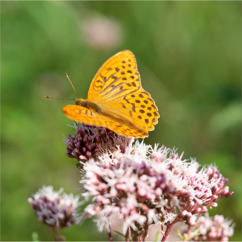 Oranje-bruine vlinder op licht-poederroze kortharige bloemtoppen van koninginnekruid