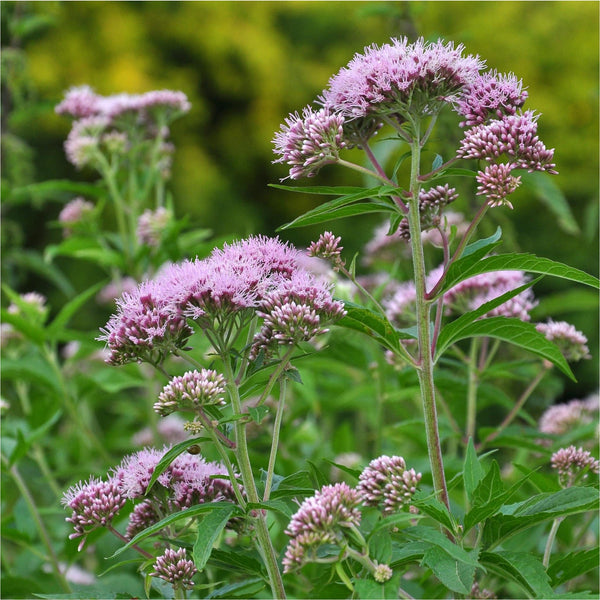 Konginnekruid biologisch, ook wel Eupatorium cannabinum, in bloei.