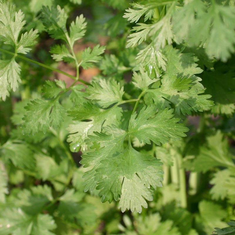 Close up van koriander, een groenbladig kruid met waaierend en gekarteld blad