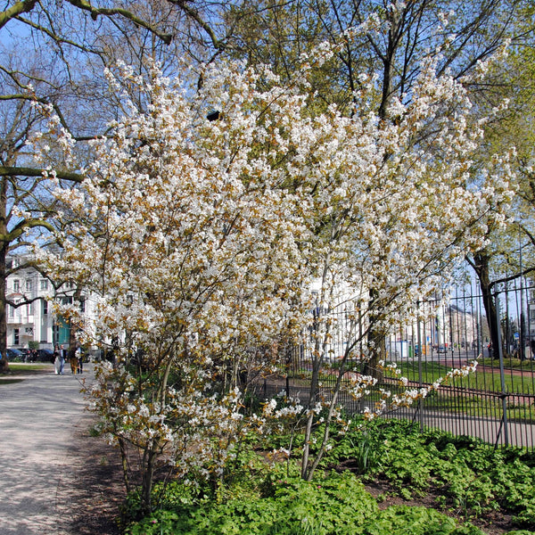 Close up van Krentenboompje in bloei, met witte bloemen en roodkleurend blad