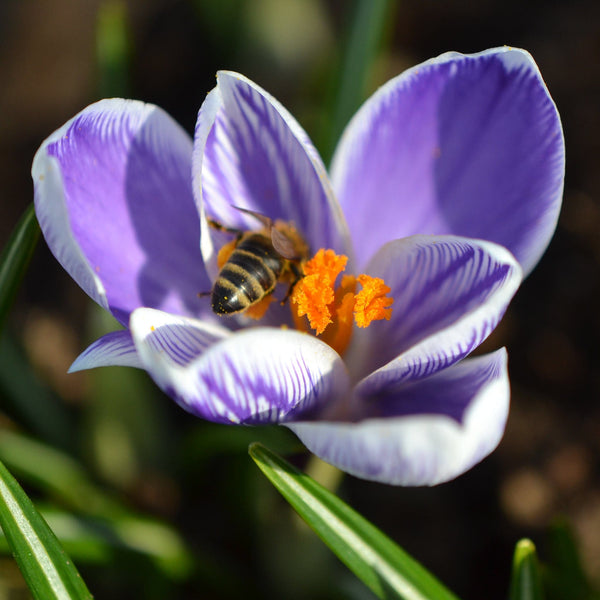 Krokus King of the Striped