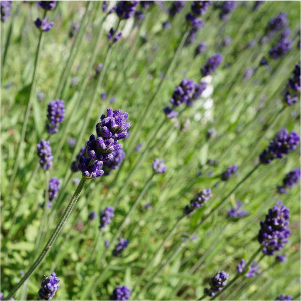 Lavendel Hidcote