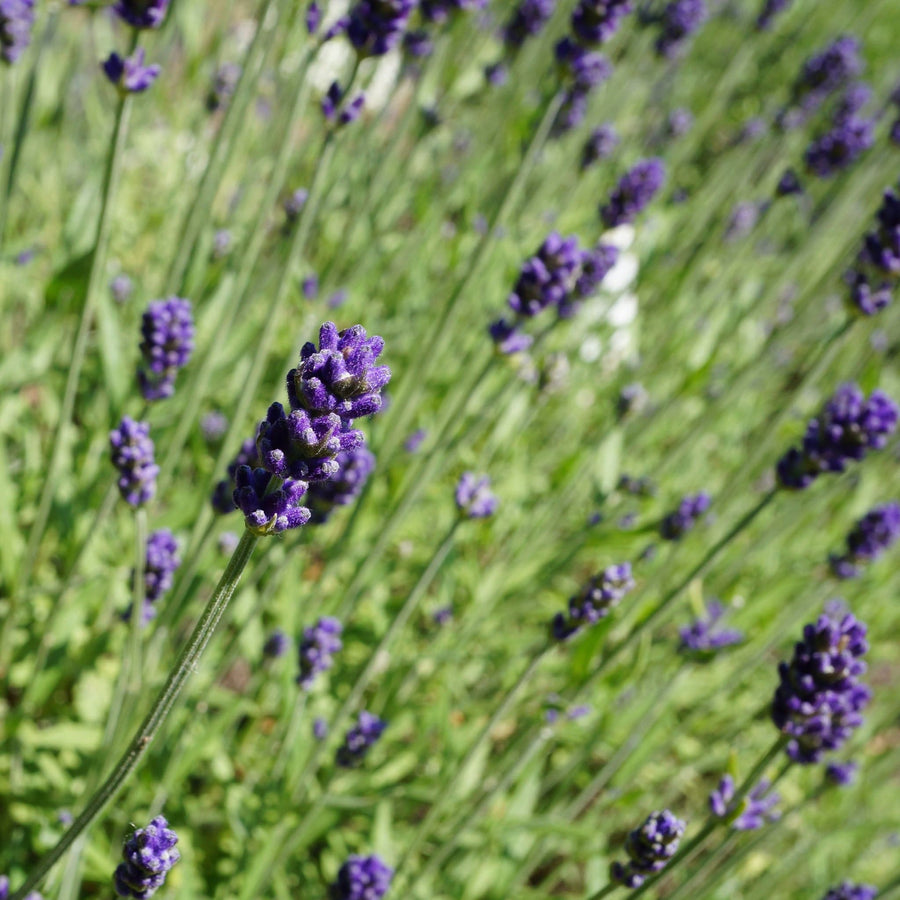 Echte lavendel