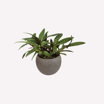 Ledebouria BIO in pot 🎁