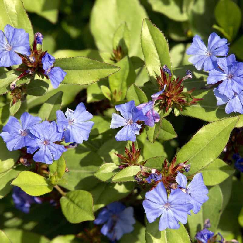 Loodkruid, tuinplant met blauw/paarsachtige bloemetjes