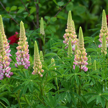 Lupine