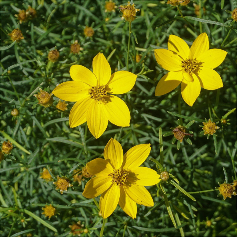 Meisjesogen Zagreb biologisch, ook wel Coreopsis verticillata Zagreb, in bloei met gele bloemen.