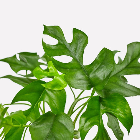 Monstera minima in pot 🎁