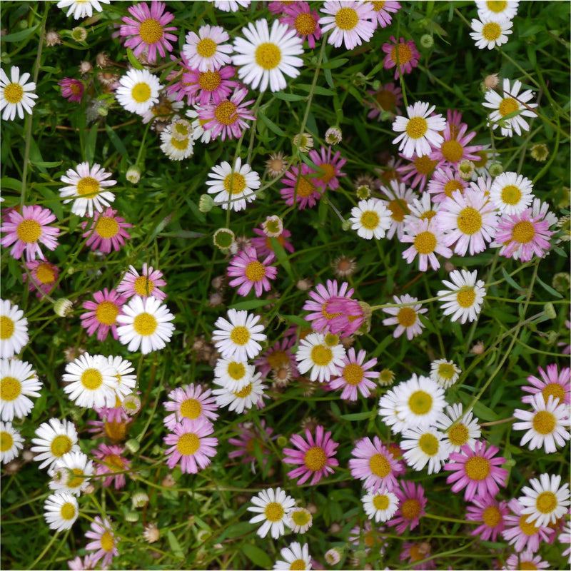 Muurfijnstraal, witte en roze bloemetjes met gele harten in een groen veld, van bovenaf gezien