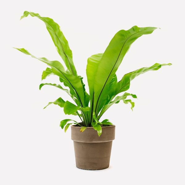 Nestvaren in pot 🎁