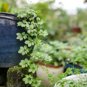 Onsterfelijkheidskruid