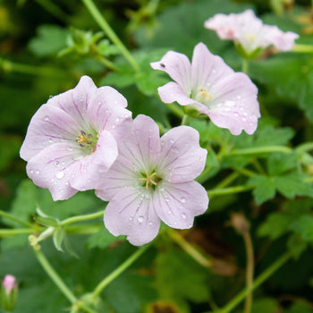 Ooievaarsbek Dreamland