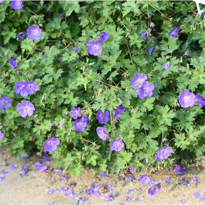 Ooievaarsbek, paarsblauwe bloemetjes tussen groen ingesneden bladeren