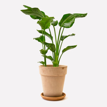 Paradijsvogelplant in pot 🎁