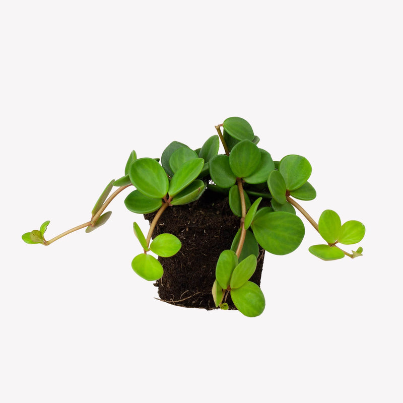 peperomia hope, plantje met kluit en rond, groen blad