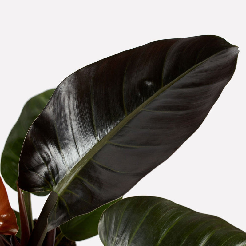 philodendron imperial red, close up van groot donkergroen blad.