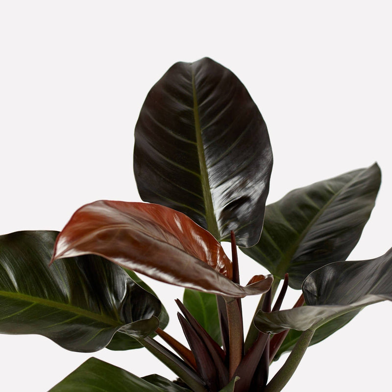 philodendron imperial red, grote donkergroene, rode bladeren.