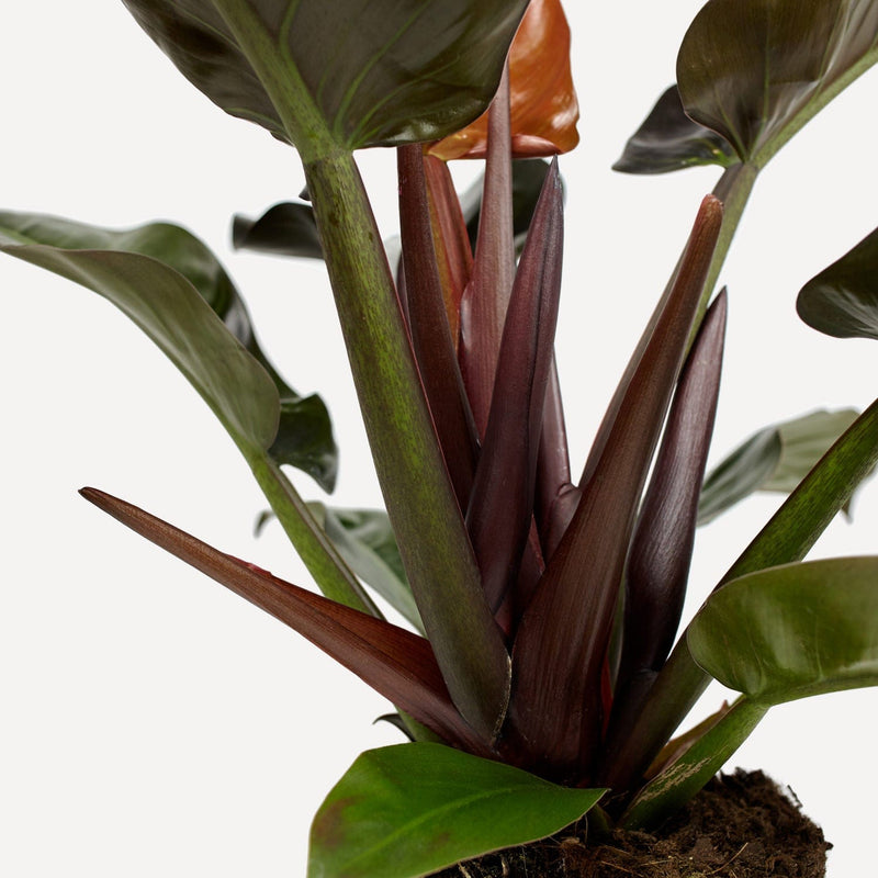 philodendron imperial red, close up stengels met grote donkergroen, rode bladeren.