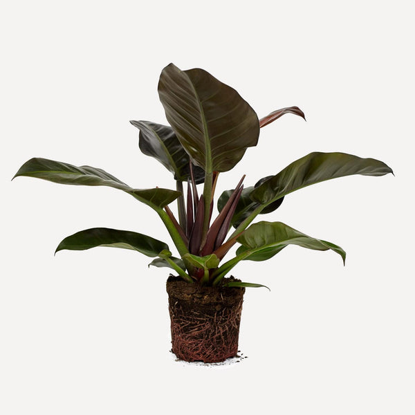 5. Philodendron Imperial Red + pot