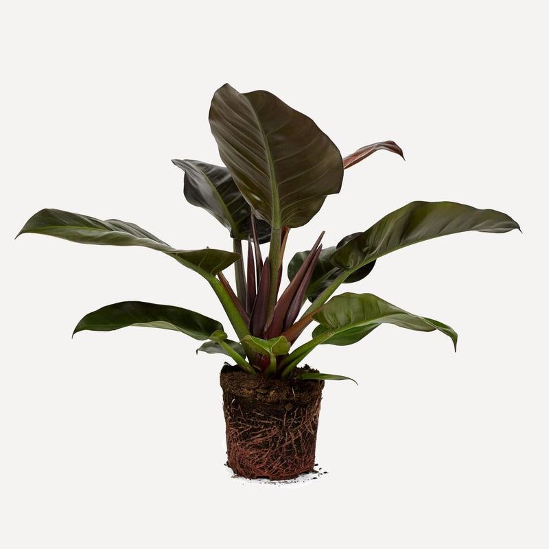 philodendron imperial red, hele plant met grote donkergroen, rode bladeren.