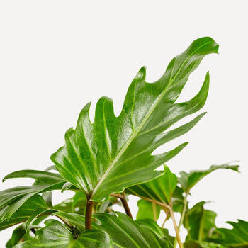 Philodendron Xanadu