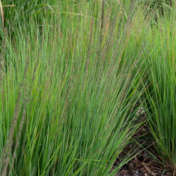 pijpestrootje, groen gras