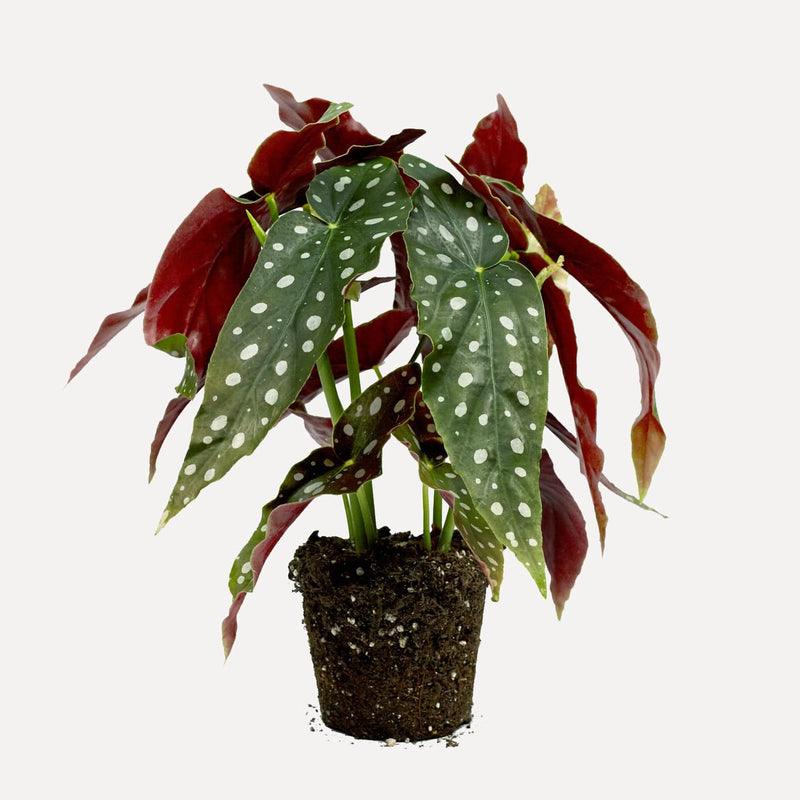 Polkadot begonia, hele plant met lange, puntige bladeren met witte stippen en rode achterkant. 