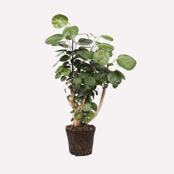 Polyscias Scutellaria