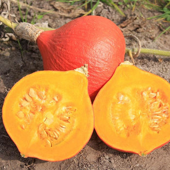 Pompoen ‘Fictor’ - Zaden