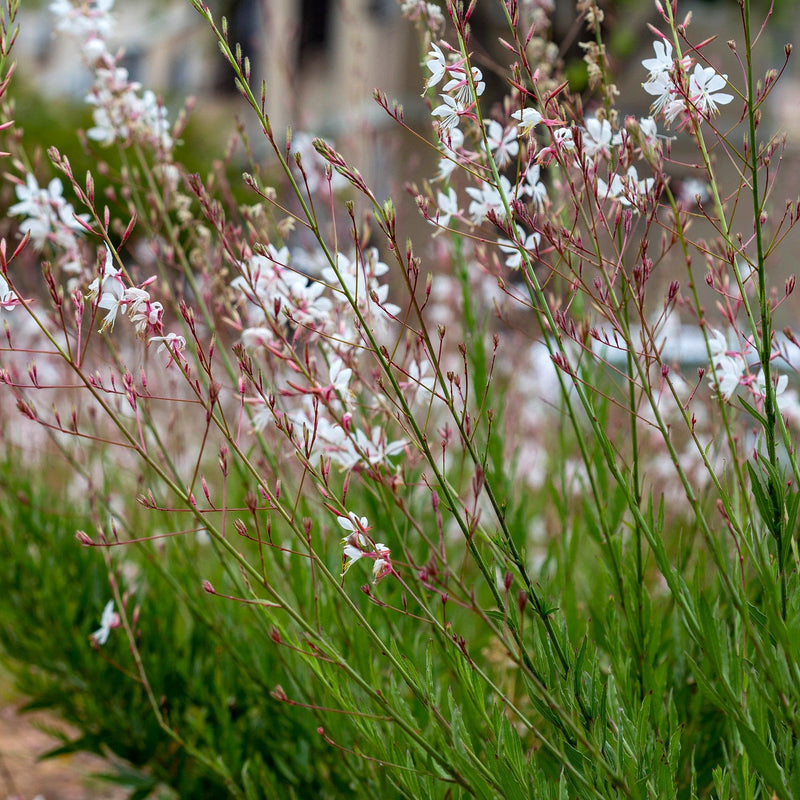 biologische prachtkaars, groene stengels met witte en roze bloemen