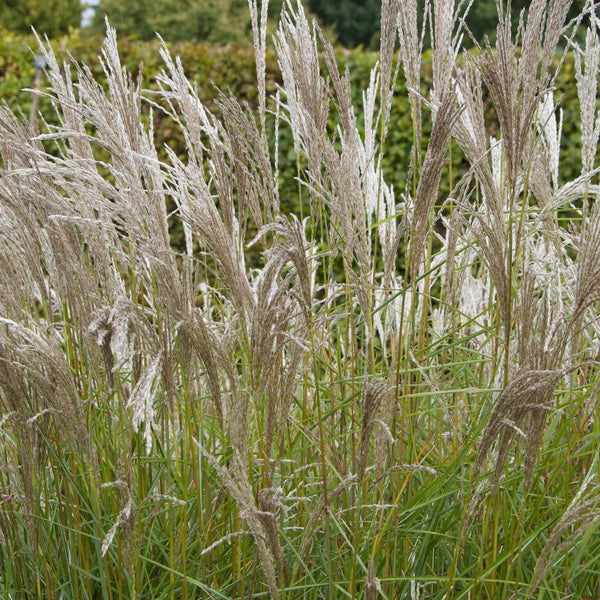 Pluimen wollig beige prachtriet, dansend boven groene grasstengels
