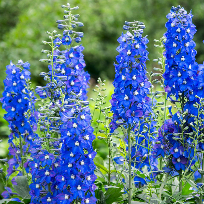 biologische ridderspoor, grote blauwe bloemen tegen groene achtergrond