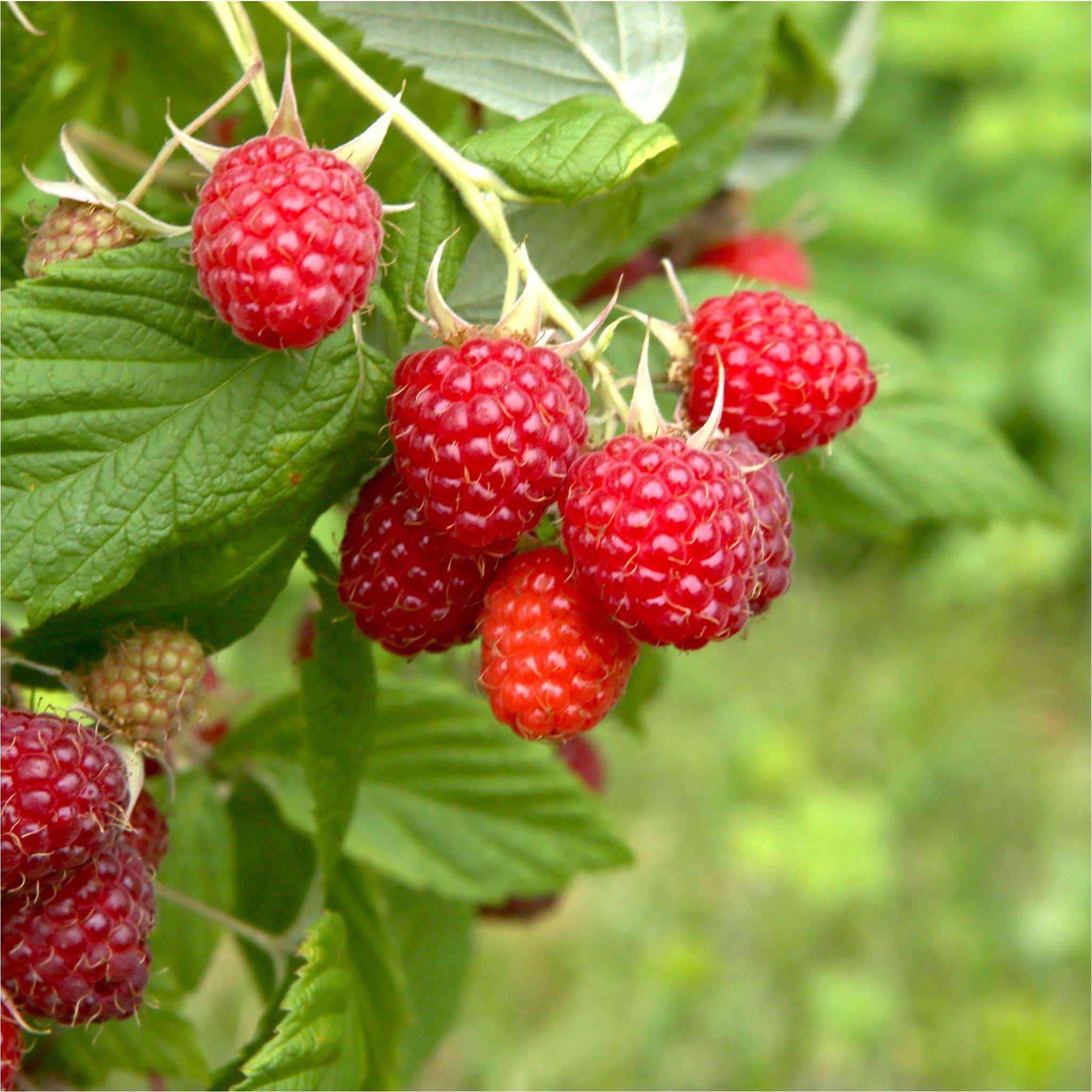 Малина эмпл описание сорта: найдено 88 изображений