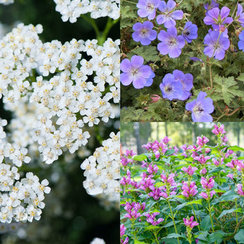 Romantiek Half-zon / Zon