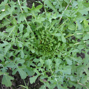 Rucola Esmee - Zaden