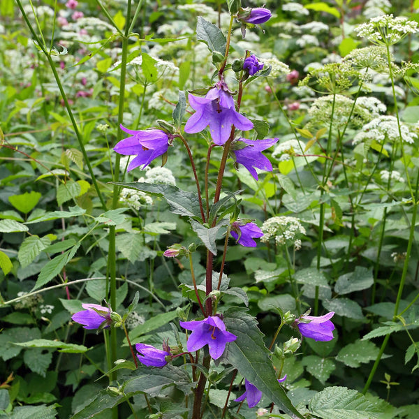 Campanula trachelium met een bij op de paarse bloemetjes