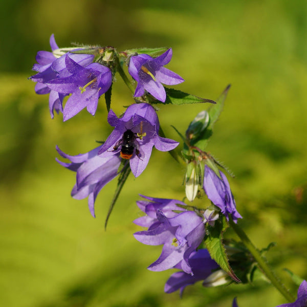 Campanula trachelium met een bij op de paarse bloemetjes