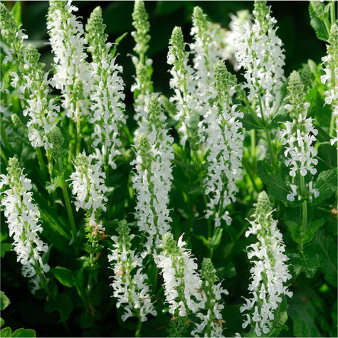 Salvia Schneehügel