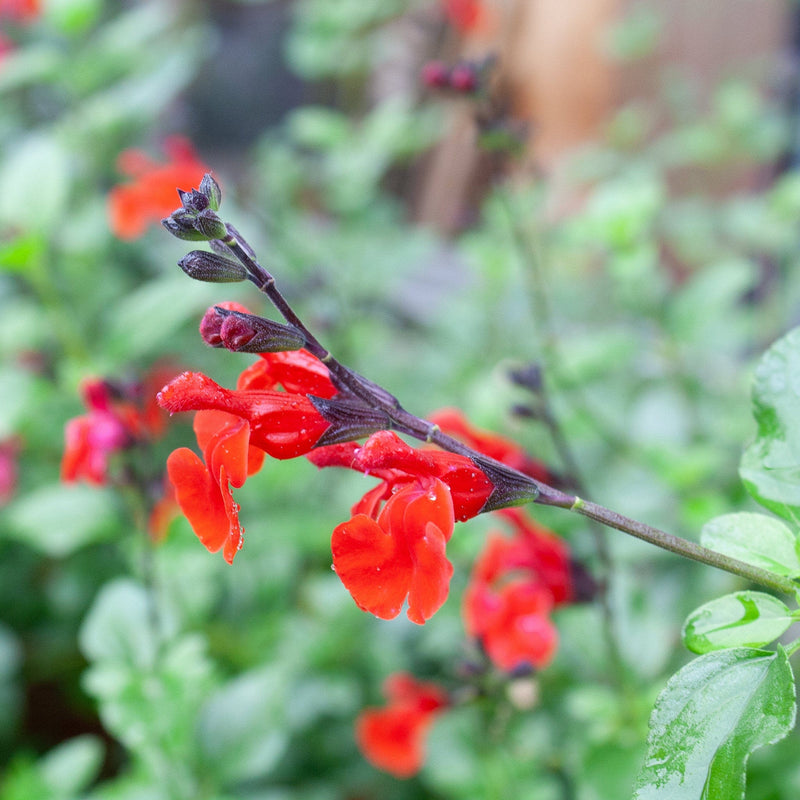 salvia, close up van felrode bloem
