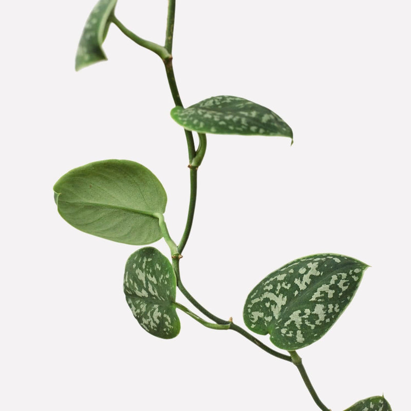 Scindapsus, hangende tak met mat-groene hartvormige bladeren met grijs, groene vlekjes.