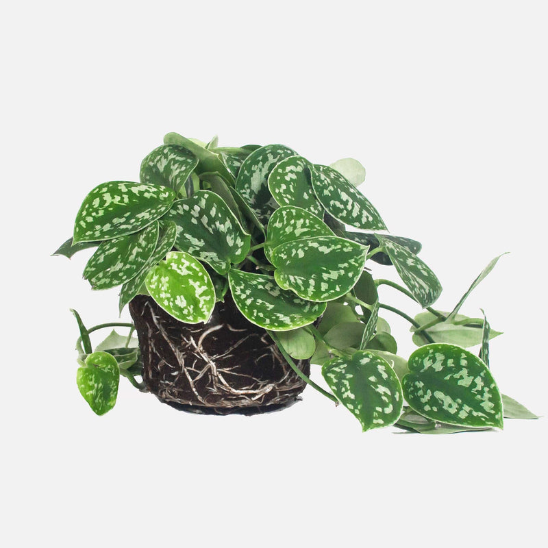 Scindapsus, hele plant met mat-groene hartvormige bladeren met grijs, groene vlekjes.