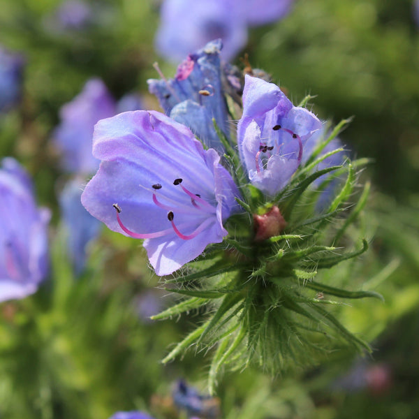 biologisch slangenkruid, blauwe en roze bloempjes met bij