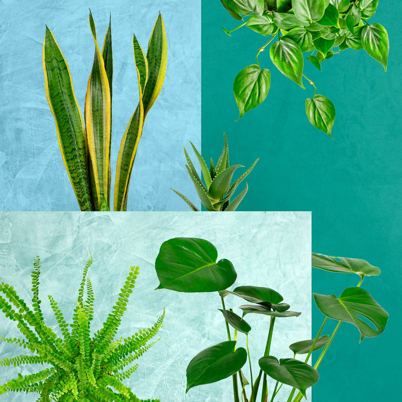 Starterspakket, collage van 5 kamerplanten met blauwe vlakken