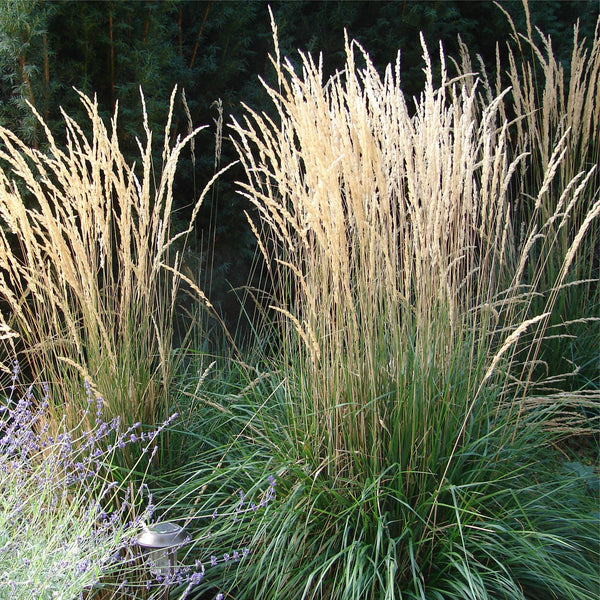 Struisriet Karl Foerster, ook wel Calamagrostis acutiflora, in bloei met lange aren in de zon boven groene pollen.