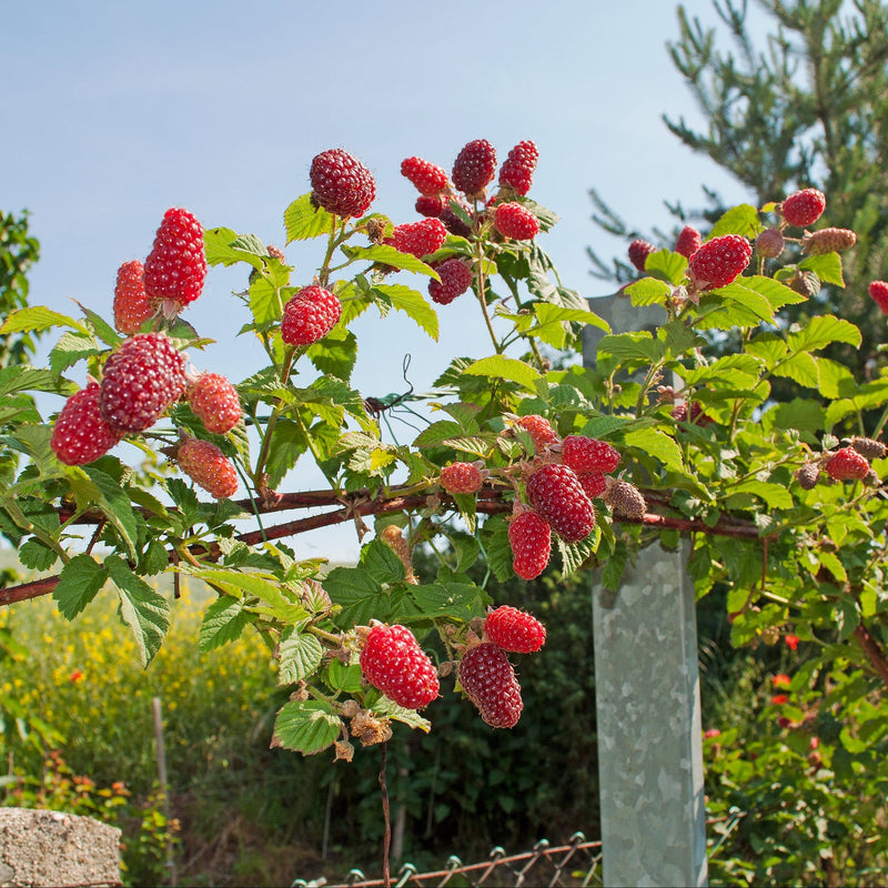 Houtige stengel van Taybes met rode vruchten en groen blad, in een tuin